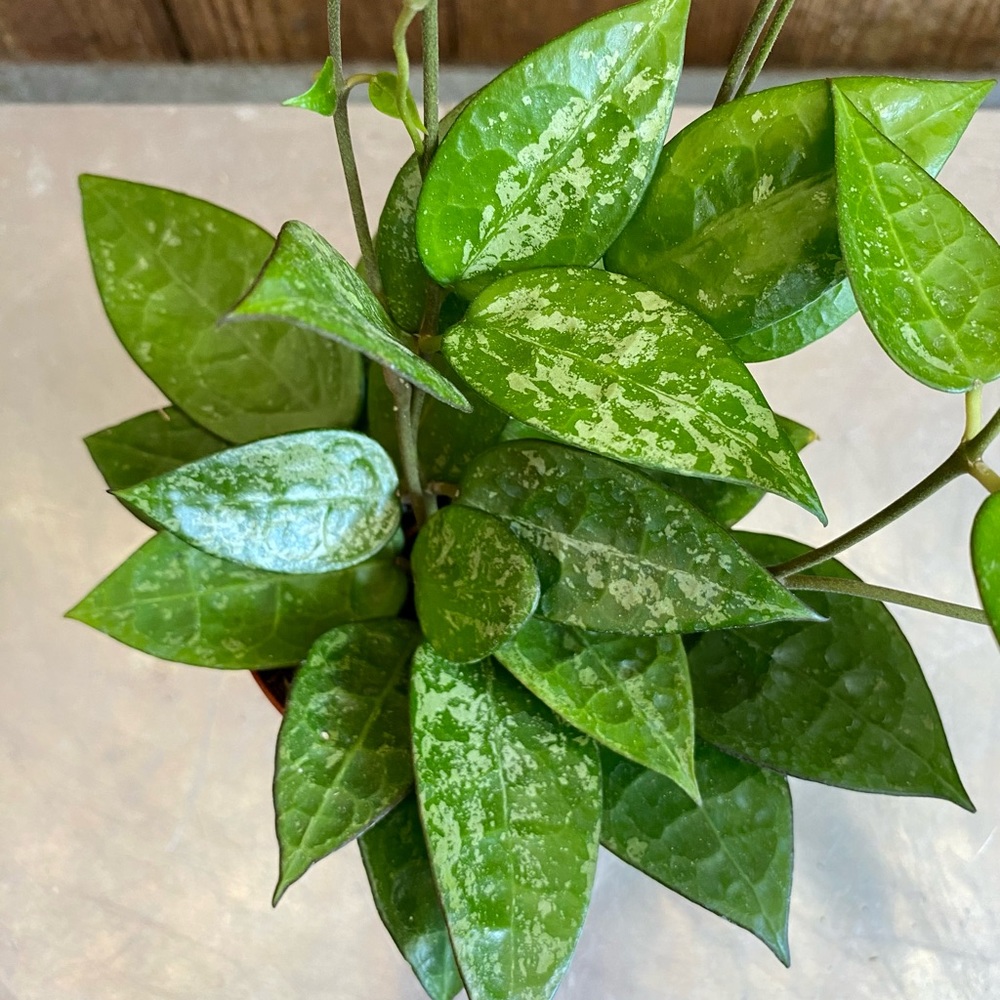 Hoya verticillata -Black Margin -Wax Plant -Full plant 4” pot